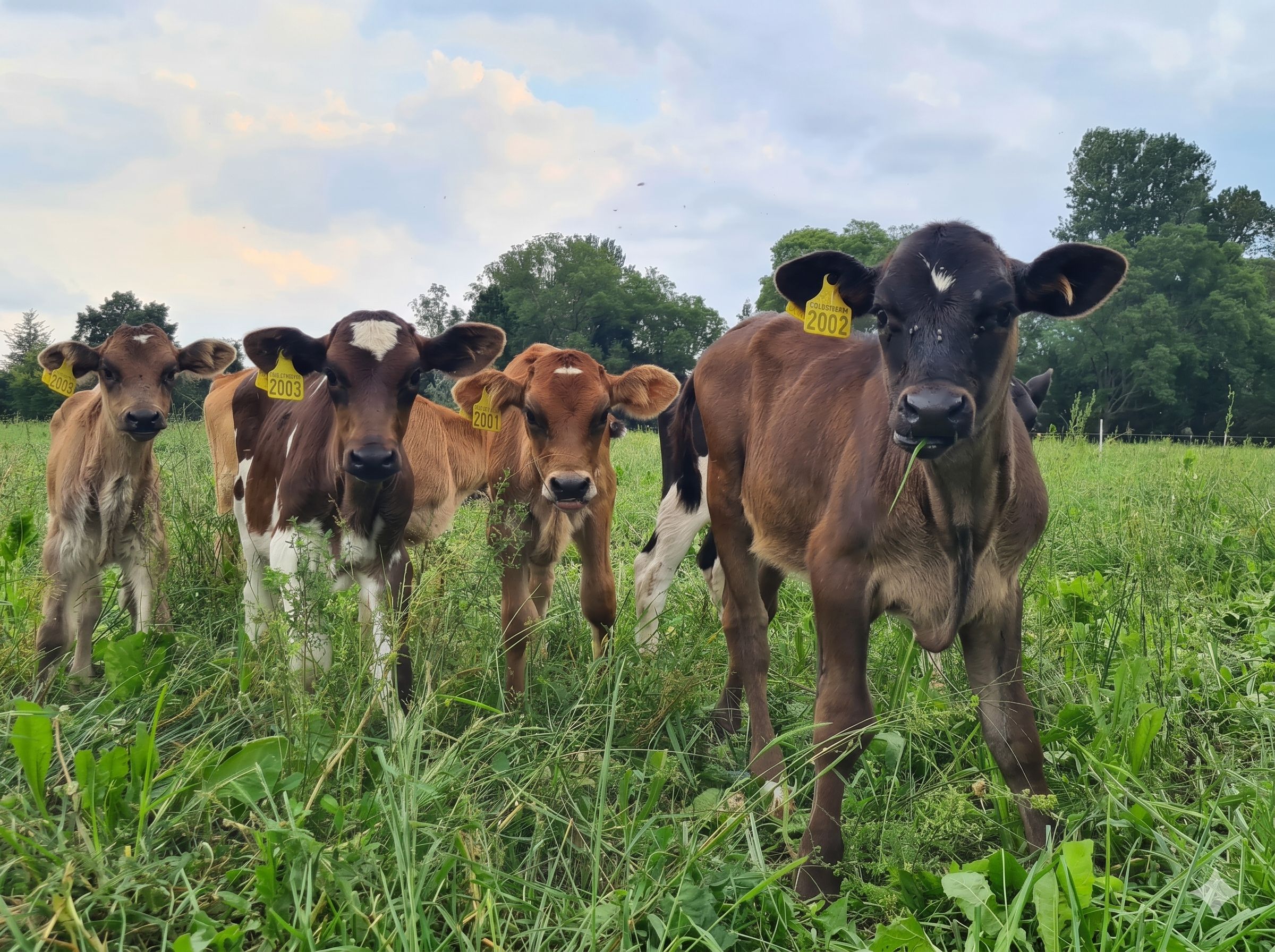 Calves grazing on diverse pasture, with Colbourne ear tags