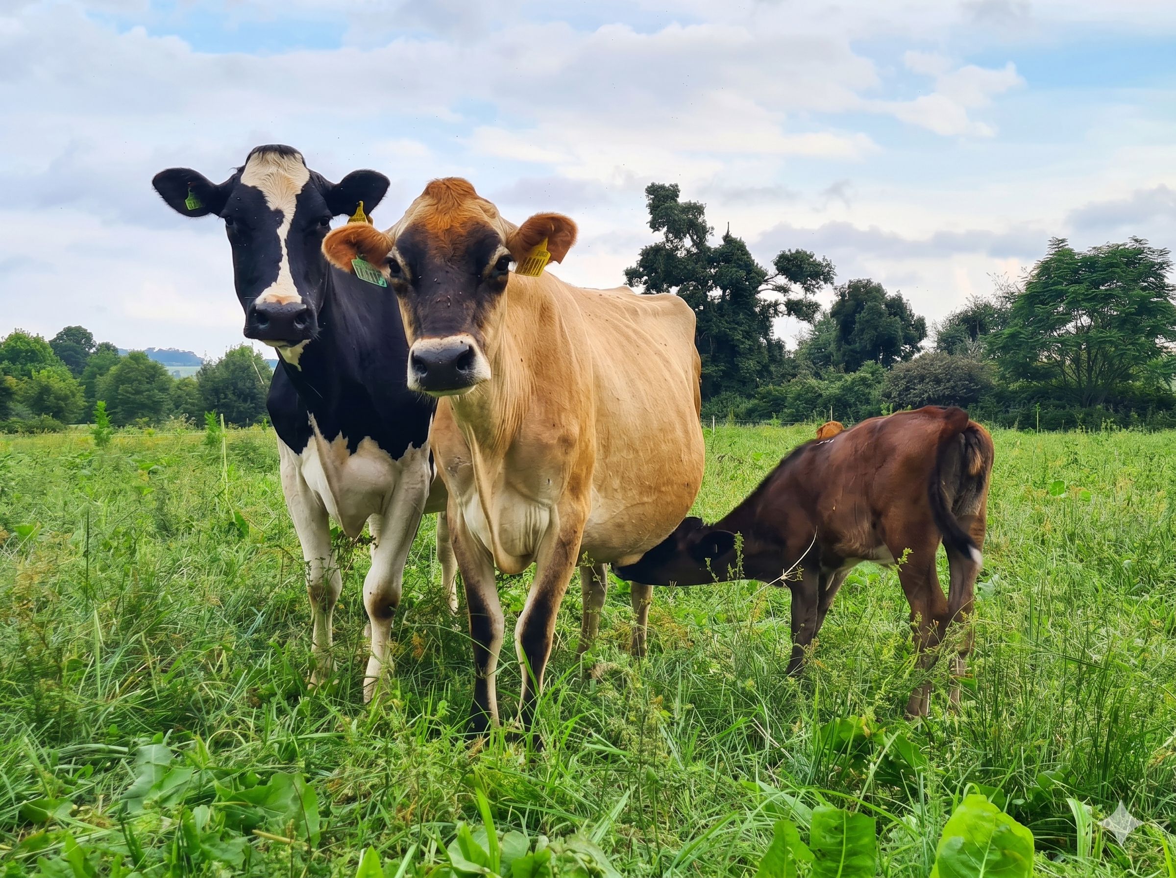 Cows and a nursing calf in the pasture